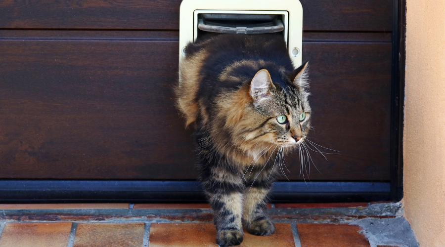 Fire door 2024 cat flap