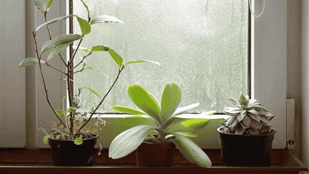 Houseplants causing condensation on a window - Vivid Doors